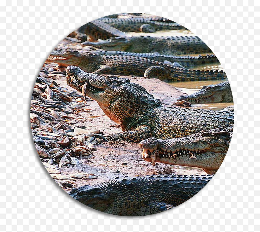 Image - All Type Of Crocodile Transparent Cartoon Jingfm Million Years Stone Park Pattaya Crocodile Farm Png,Crocodile Transparent