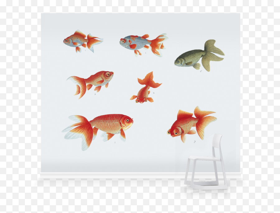 Goldfish - 800x692 Wallpaper Ecopetitcat Goldfish Png,Goldfish Transparent
