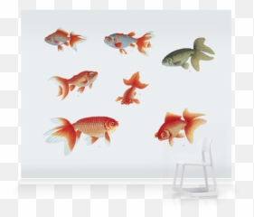 Goldfish - 800x692 Wallpaper Ecopetitcat Goldfish Png,Goldfish Transparent