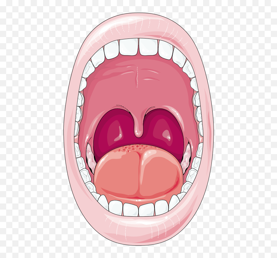 Image - Cartoon Digestive System Mouth Png,Digestive System Png