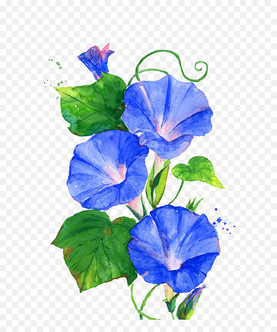 Morning Glory Vine - Morning Glory Flower Clipart Png,Vine Transparent Background