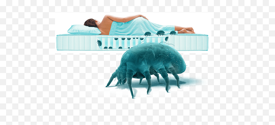 Dust Mites Up To 2 Million In Your Mattress - Mattress Png,Dust Transparent