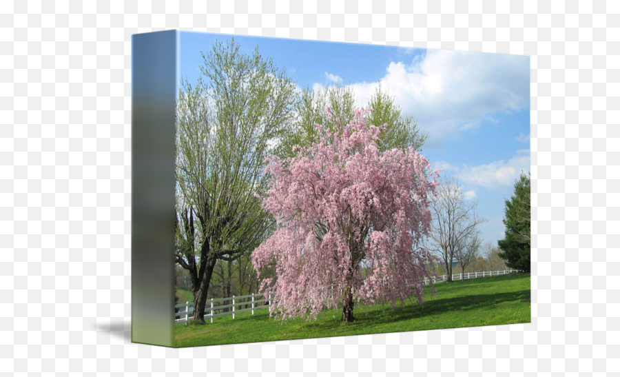 Japanese Cherry Tree By Patricia Ferguson - Cherry Blossom Png,Japanese Cherry Blossom Png