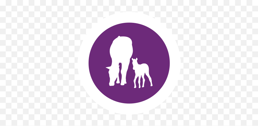 Confidenceeq - Confidence Eq To Reduce Stress In Horses Bovinae Png,Mares Icon Hd ??????