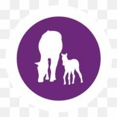 Confidenceeq - to reduce stress in horses Bovinae png