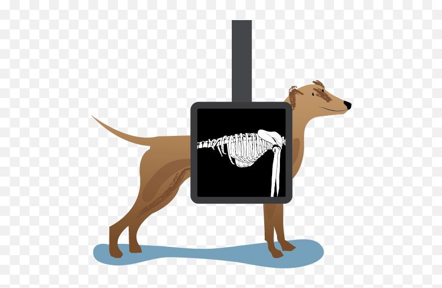 Library Of Dog Xray Picture Black And - Animal Xray Clip Art Png,X Ray Png
