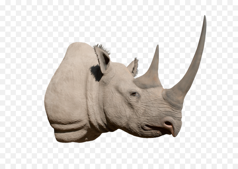 Png Image Background - Black Rhino Head Png,Rhino Png