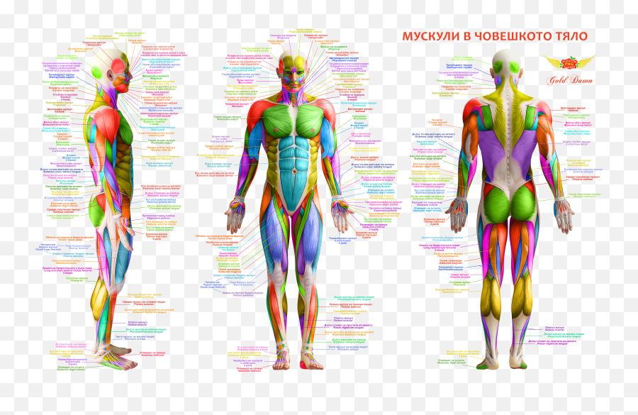 Body - Muscles Anatomy Human Body Png,Muscles Png