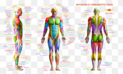 Body - Muscles Anatomy Human png