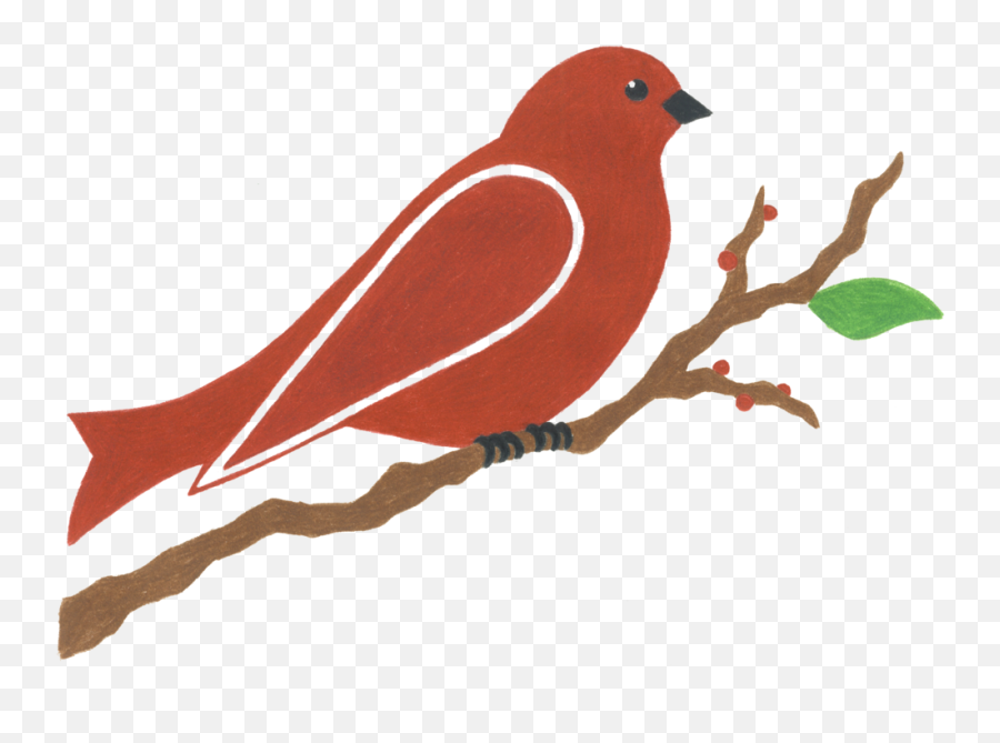 Soil Is Life U2014 Red Bird Landscapes U0026 Edible Gardens - Scarlet Tanager Png,Red Bird Png