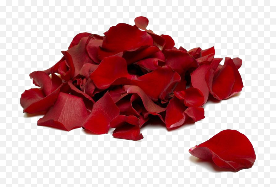 Rose Petals Transparent Background - Rose Petals Png,Rose Petals Transparent Background