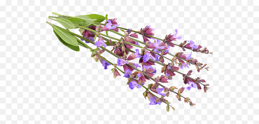 Clary Sage - Lobelia Png,Sage Png