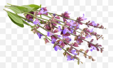 Clary Sage - Lobelia Png,Sage Png
