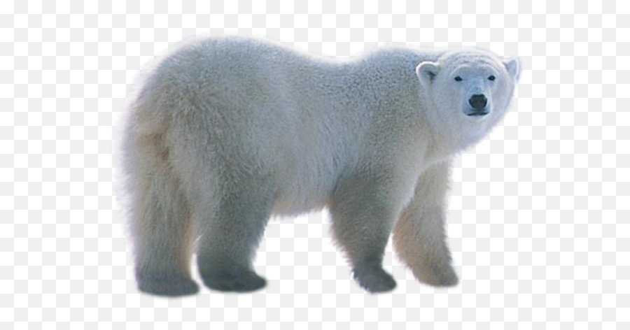 Polar Bear Png Picture Web Icons - Polar Bear Images Png,Grizzly Bear Png