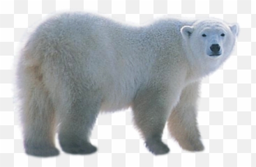Polar Bear Png Picture Web Icons - Images Png