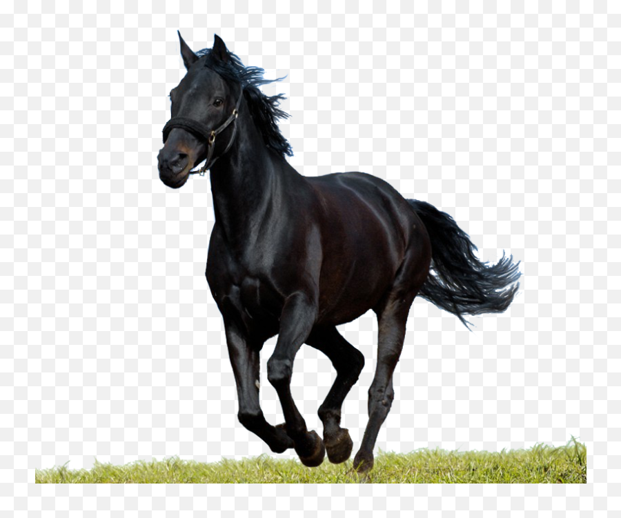 Black Horse Png Picture Free - Black Horse Png Hd,Horse Transparent Png