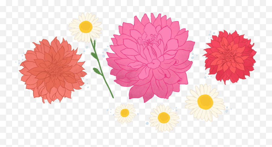 Bloemboer Flowers Logo - Barberton Daisy Png,Flowers Logo