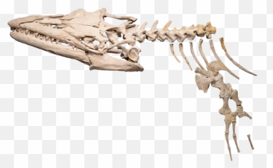 Sea Monsters Unearthed Life In Angolau0027s Ancient Seas - See Monster Skeleton Png,Sea Monster Png