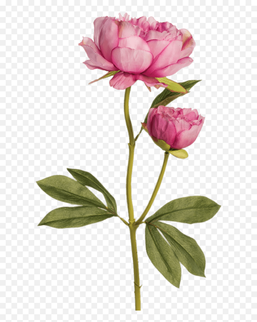 Two Pink Peonies Transparent Png - Two Peony Drawing,Peonies Png