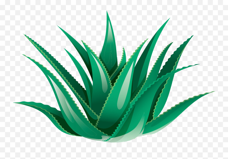 Download Clipart Black And White Library Aloe Vera Icon - Transparent Background Aloe Vera Clipart Png,Aloe Png