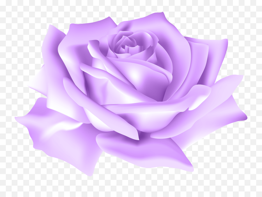 Free Purple Roses Png Download - Transparent Background Purple Rose Png,Purple Rose Png