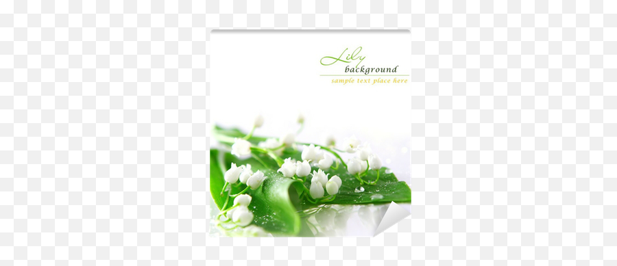 Yf22 Lilies Of The Valley Postcard Photo V48 Png - Jenny Wallpaper Roses Name,Lily Of The Valley Png