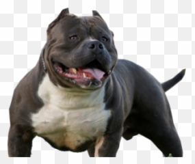 Perro Pitbull Transparent Png Clipart - Dog,Pitbull Png