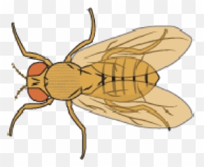 Banner Transparent Library Food - Fruit Flies Clipart png