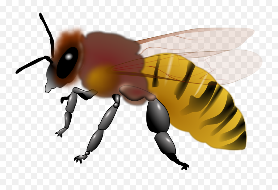 Honey Bee Picture Cliparts Transparent - Clip Art Honey Bees Png,Bee Clipart Png