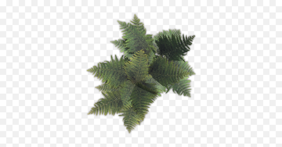 Index Of Mappingterrainplantscoverferns - Vertical Png,Ferns Png