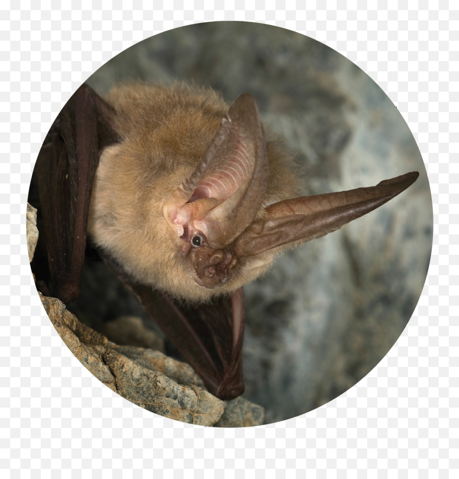 Why Bats Matter - Big Eared Bat Png,Bats Transparent