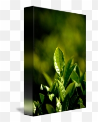 Tea Leaf By Pat Jarrett - Horizontal Png,Tea Leaf Png