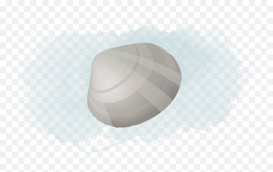 Download Native Littleneck Clam - Baltic Clam Full Size Art Png,Clam Png