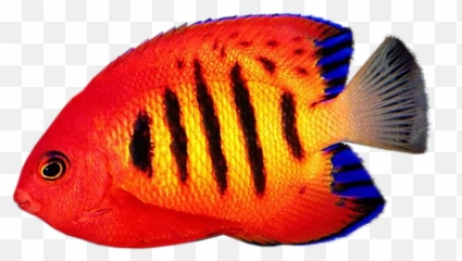 Coral Reef Angelfish Transparent - Flame png