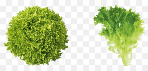 Lettuce U2013 East Fork Creek Urban Farming - png