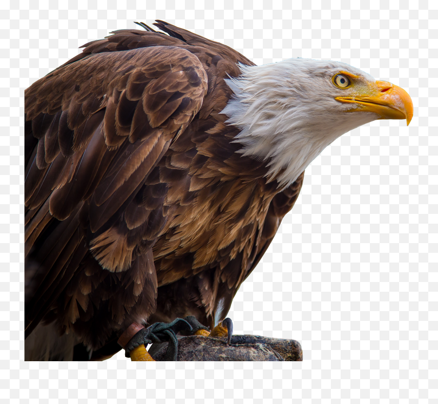 Png Images Eagle 2png Snipstock - Eagle Bird In White Background,Prey Png