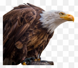 Png Images Eagle 2png Snipstock - Eagle Bird In White Background,Prey Png