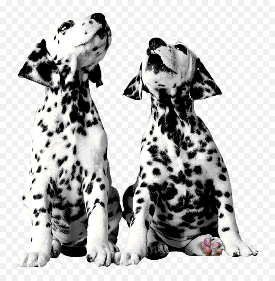 Dalmatian Dog Puppy The 101 Dalmatians - Dalmatians Png,Dalmatian Png