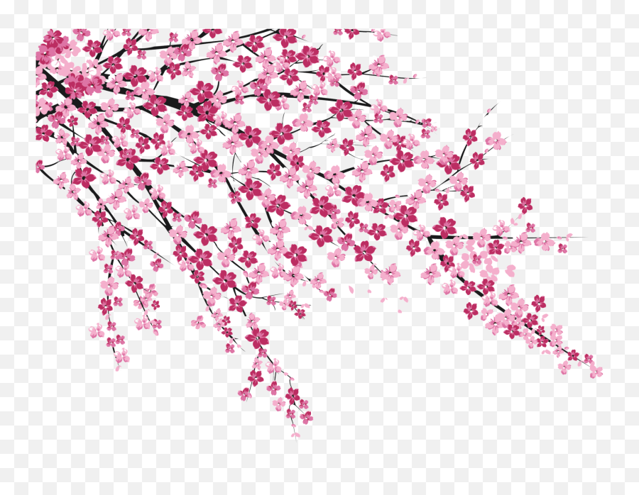 Cherry Blossom Sakura No Hanabiratachi - Transparent Cherry Blossom Png,Sakura Png
