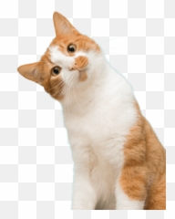 Cat Adoption Team Sherwood Rescue Center - Orange And White Cat Png,Transparent Cat