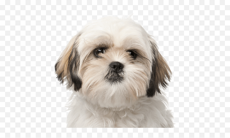 Download Sprawd Czego Potrzebuje Twój Szczeniak - Royal Puppy Png,Shih Tzu Png