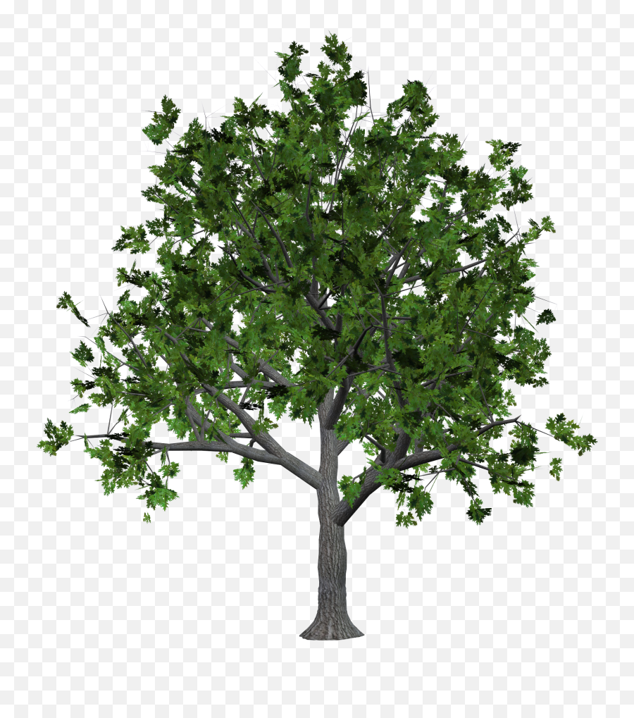 40 Tree Png Images Are Free To Download - Bush Png Plan,Tree Elevation Png