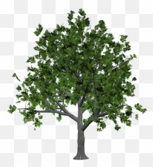 40 Tree Png Images Are Free To Download - Bush Png Plan,Tree Elevation Png