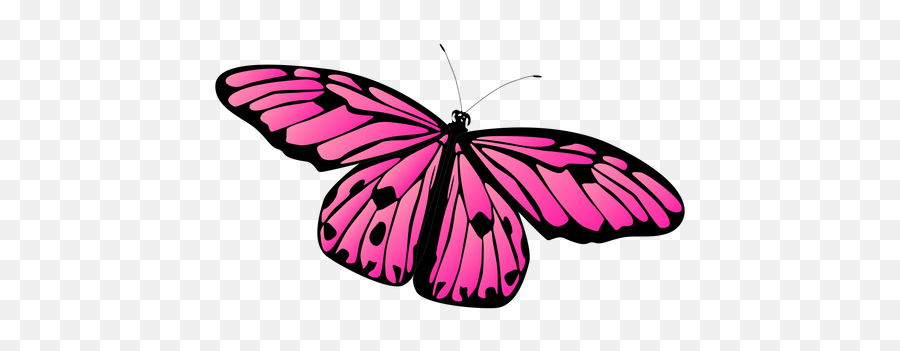 Detailed Pink Butterfly Vector - Pink Butterfly Transparent Png,Butterfly Transparent