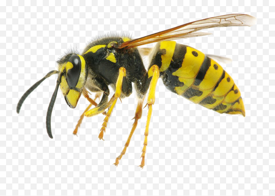 Free Png Wasp Images Download - Bright Yellow Yellow Jacket Hornet,Wasp Png