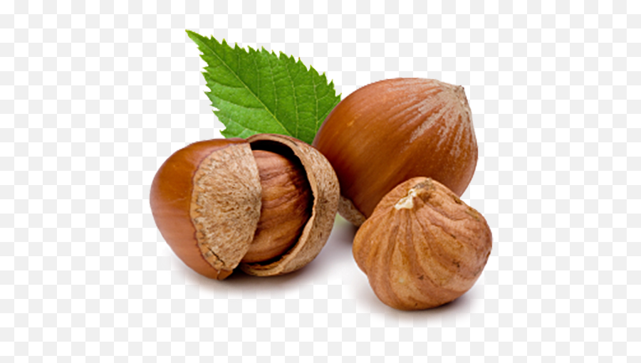 Hazelnutsicon U2013 Nakiboglu Hazelnuts - Hazelnut Png,Hazelnut Icon