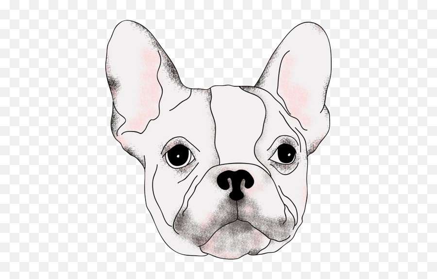 Download Drawing Bulldogs Realistic - French Bulldog Png Boston Terrier,Bulldog Transparent Background