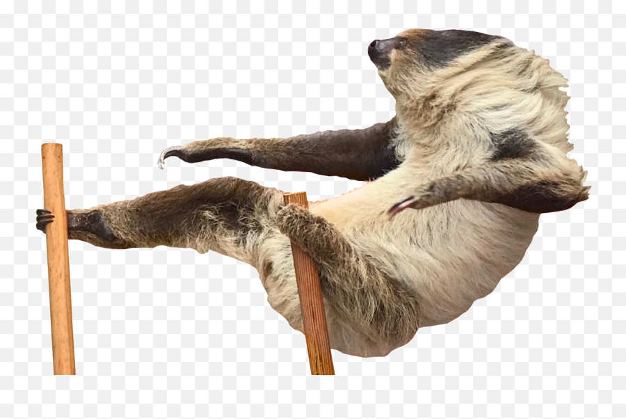 Sloth Imagination - Others Png Download 1242780 Free Portable Network Graphics,Sloth Png