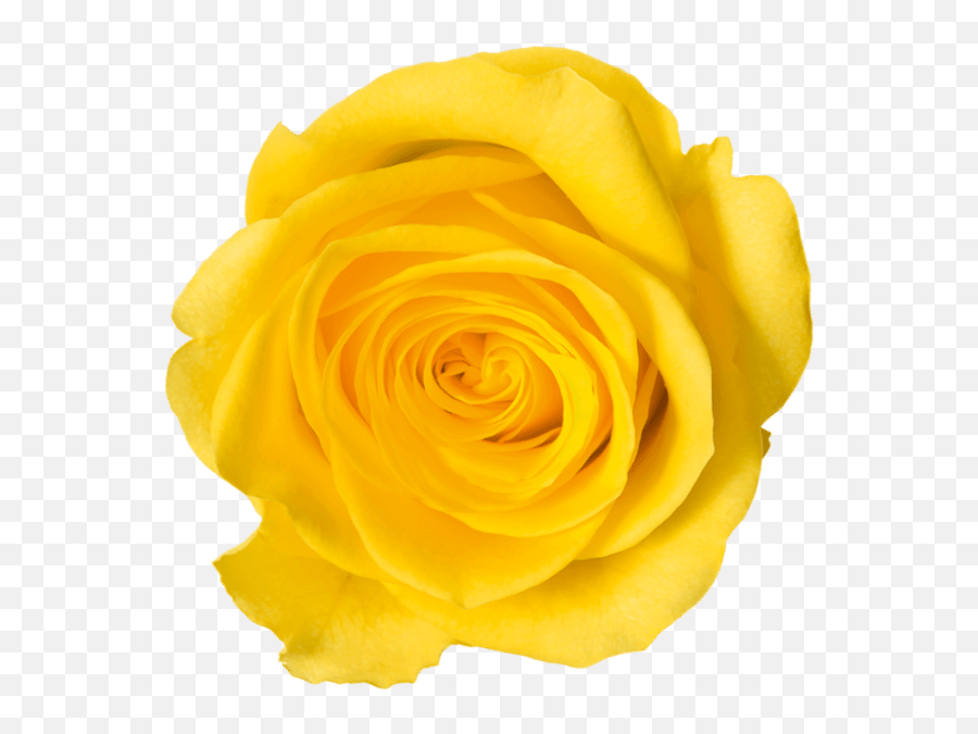 Laurdiy How - To Png,Yellow Rose Icon