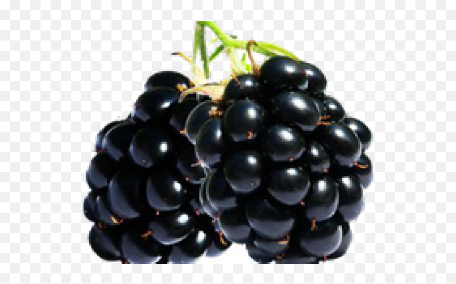 Blackberry Fruit Png Transparent Images